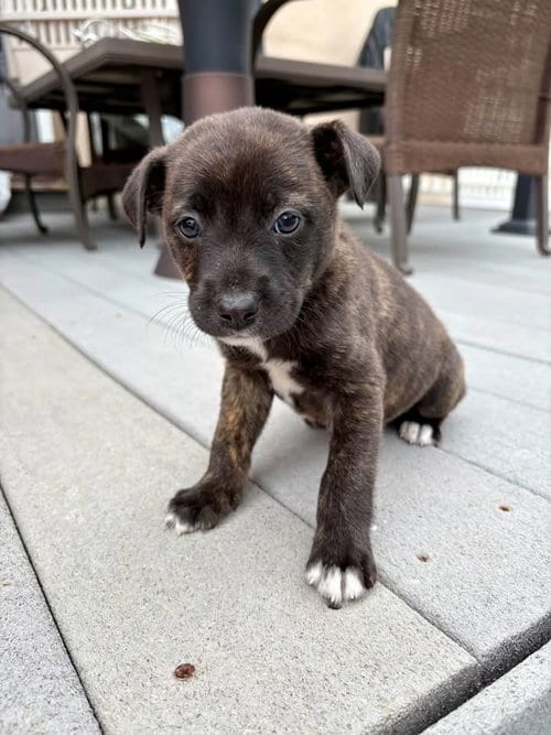 Photo of Bear, adoptable Terrier in Berlin, New Jersey
