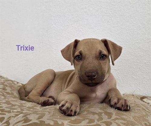 Photo of Trixie, adoptable German Shepherd Dog in Modesto, California