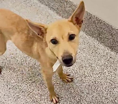 Photo of Bell, adoptable Labrador Retriever in Houston, Texas