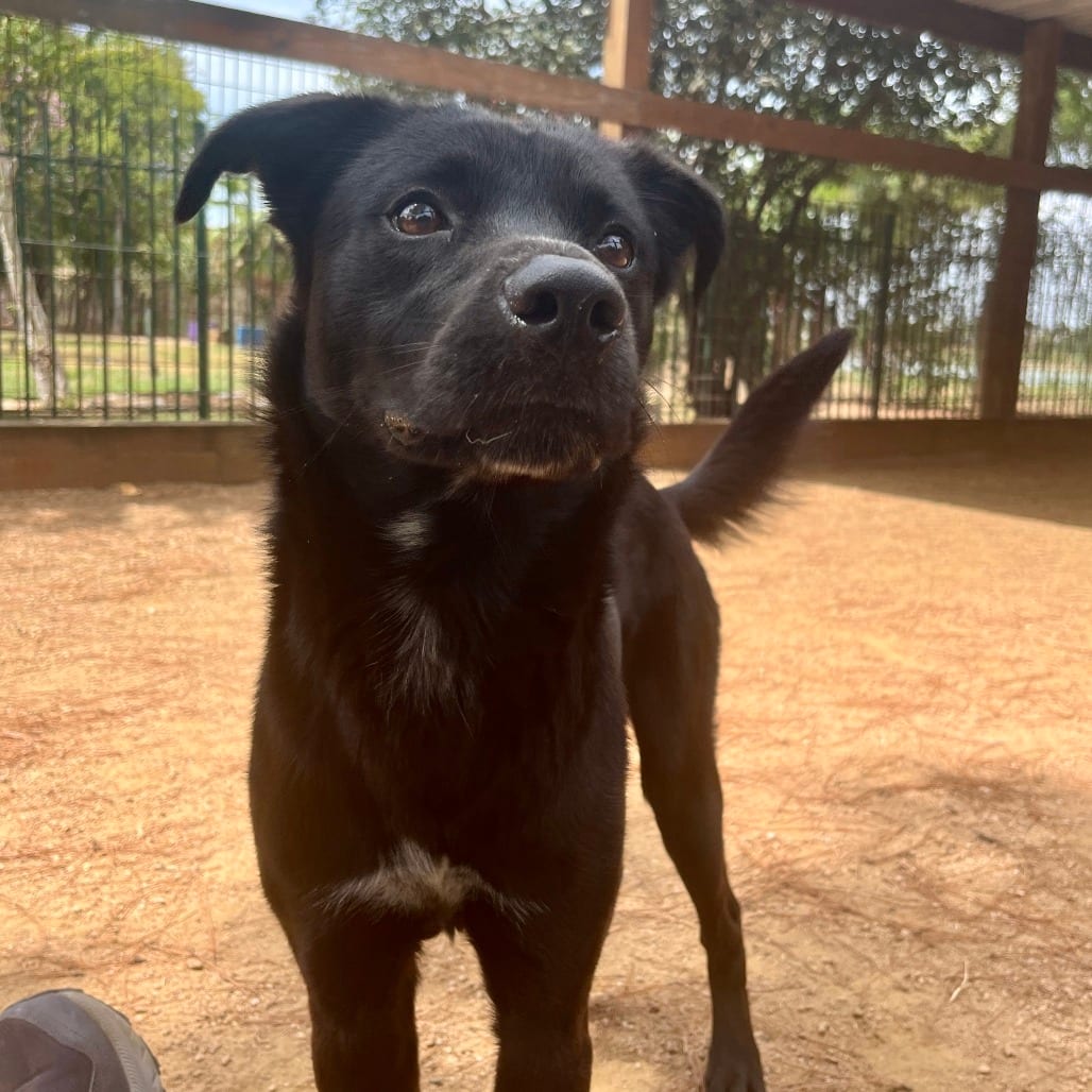 Photo of Bazooka Gum, adoptable Mixed Breed (Medium) in Houston, Texas