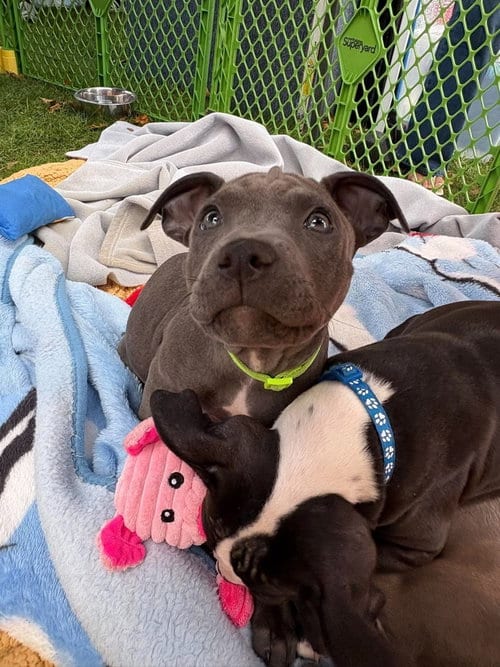 Photo of Phoenix (Marvel 7), adoptable Pit Bull Terrier in Wenonah, New Jersey