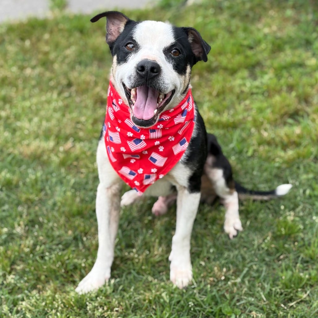 Photo of Rex 26-05-019, adoptable Mixed Breed (Medium) in Bastrop, Texas