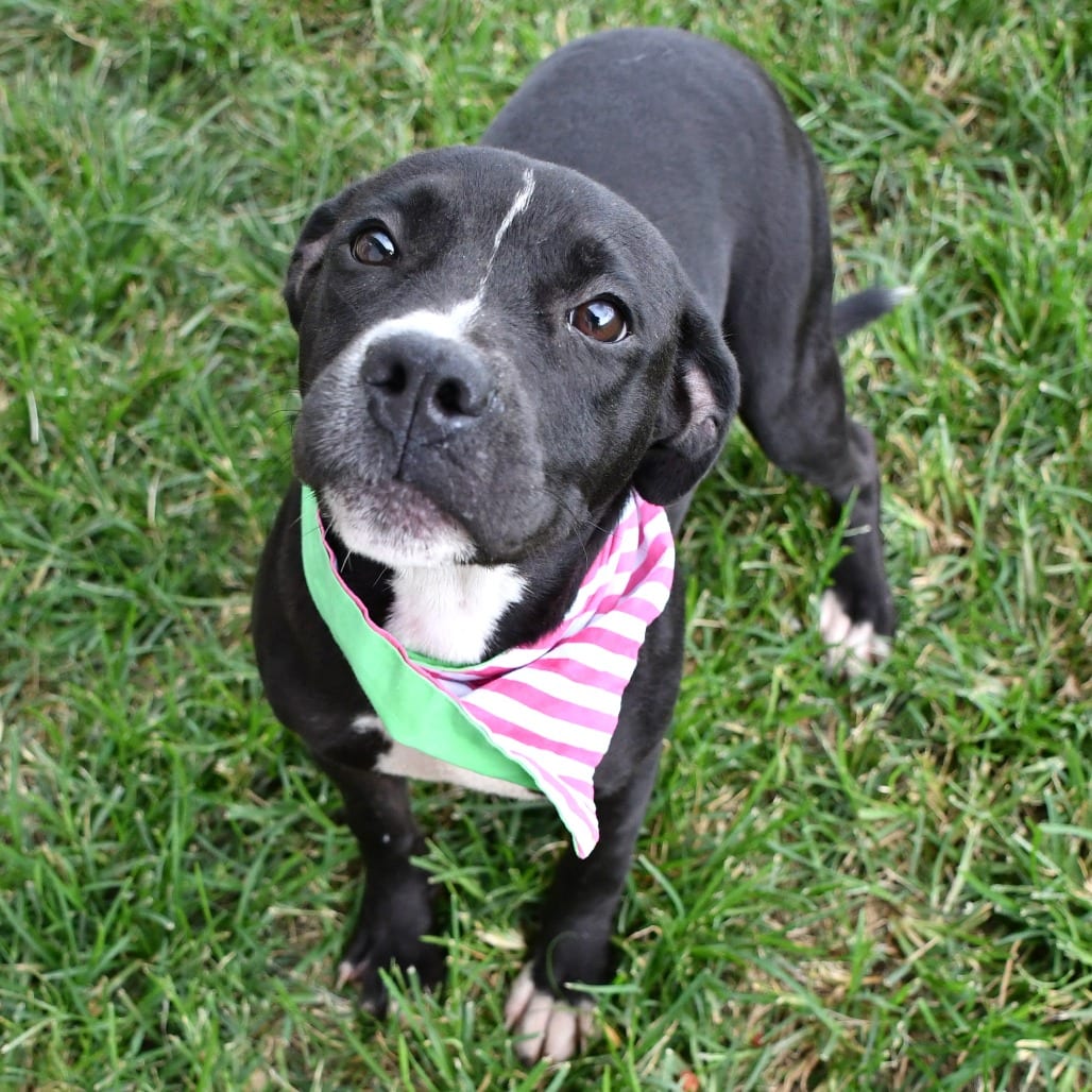 Photo of Cheez-It, adoptable Terrier, Pit Bull in Beaumont, Texas