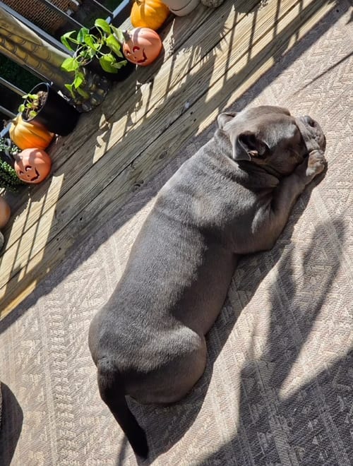 Photo of Gordo, adoptable Bulldog in Chambersburg, Pennsylvania