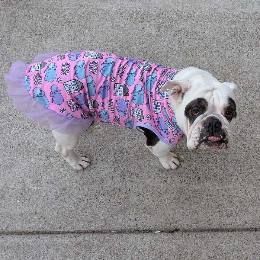 Photo of Zelda, adoptable Bulldog, English in California, California