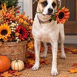 Photo of Gypsy, adoptable Australian Cattle Dog Labrador Retriever in Mt. Laurel, New Jersey