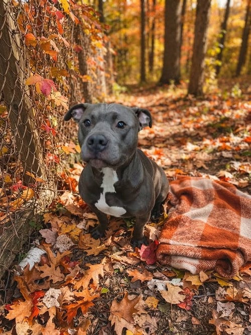 Photo of Ozzy, adoptable Pit Bull Terrier in Martinsburg, West Virginia
