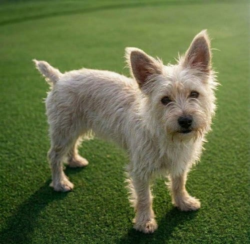 Photo of Maddie, adoptable Yorkshire Terrier Yorkie in Euless, Texas