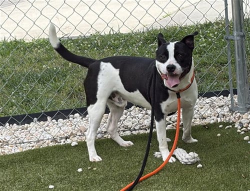 Photo of Jo Jo, adoptable Pit Bull Terrier in Newton, North Carolina