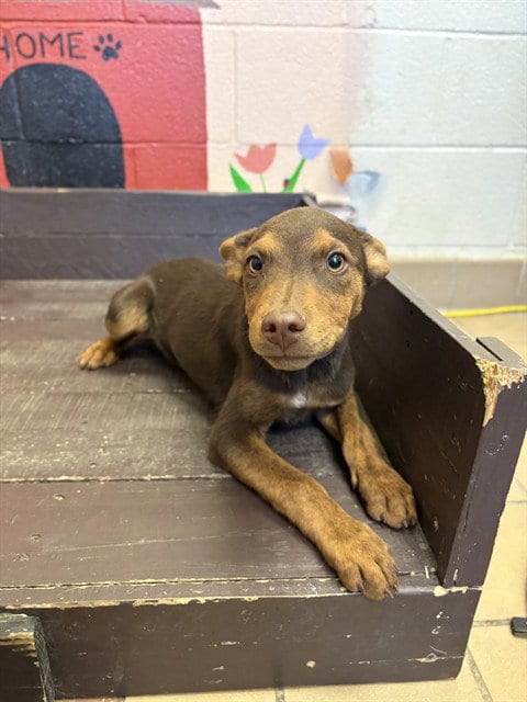 Photo of Crab, adoptable German Shepherd Dog in Castaic, California