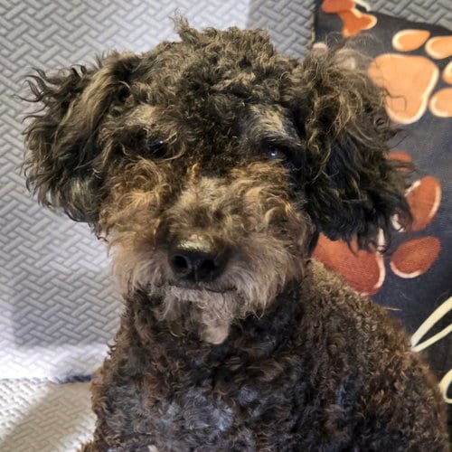 Photo of Chandler, adoptable Poodle (Miniature) in Normal, Illinois