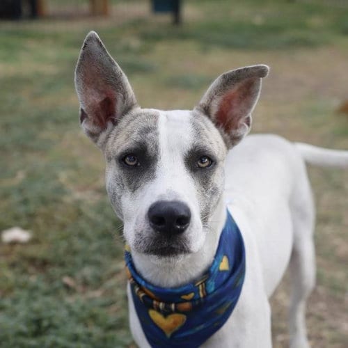 Photo of Skibi D. Lopez, adoptable American Staffordshire Terrier in San Antonio, Texas