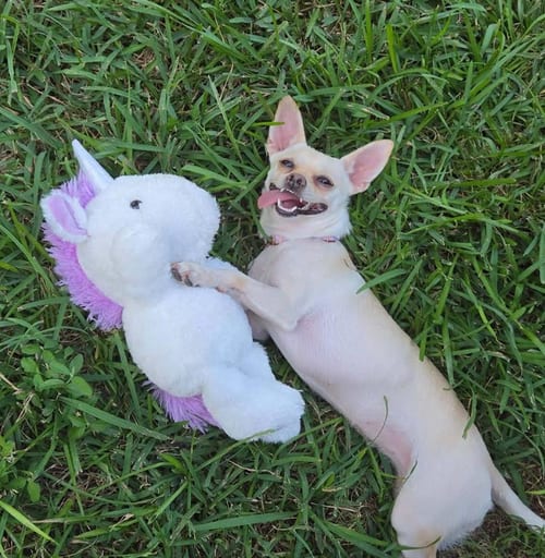 Photo of Hilda in TX, adoptable Chihuahua in Cranston, Rhode Island