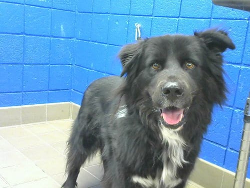 Photo of Harley, adoptable Border Collie in Albuquerque, New Mexico