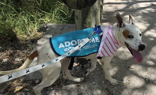 Photo of Sealy Wealy, adoptable American Pit Bull Terrier in Corpus Christi, Texas