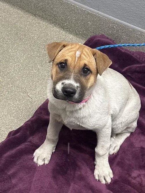 Photo of Jasmine, adoptable Chinese Shar-Pei in Las Vegas, Nevada