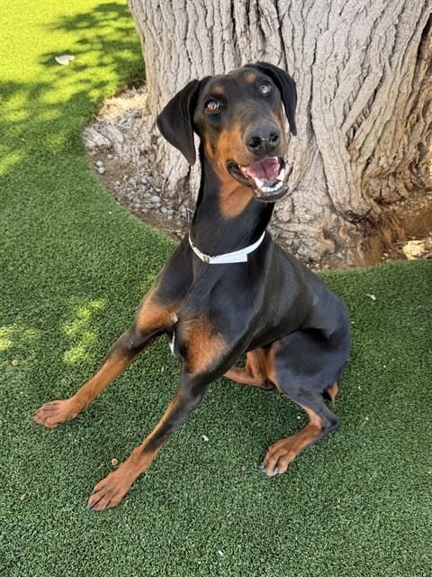 Photo of A5803797, adoptable Doberman Pinscher in Castaic, California