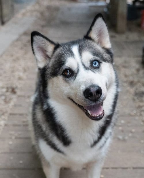 Photo of Princessa, adoptable Siberian Husky in Matawan, New Jersey