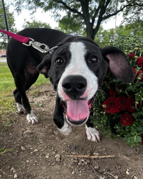 Photo of Zinnia Bloom, adoptable Great Dane in Germantown, Ohio
