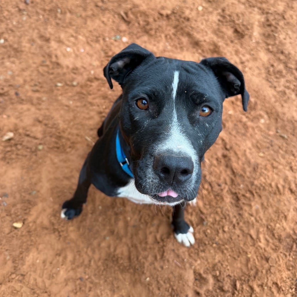 Photo of Maeby, adoptable Terrier, American Pit Bull / Mix in Kanab, Utah
