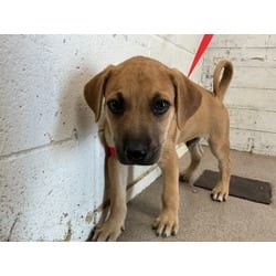 Photo of Paprika, adoptable American Pit Bull Terrier in San Bernardino, California