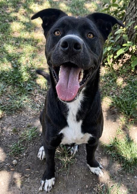 Photo of Ekko, adoptable Labrador Retriever in Riverside, California
