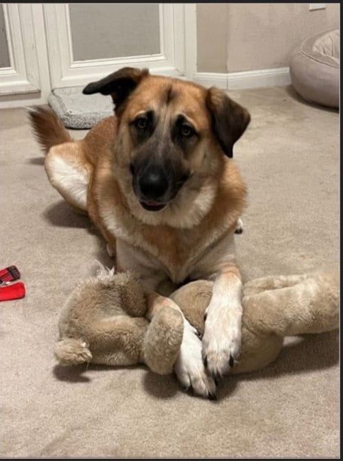 Photo of Gracie, adoptable German Shepherd Dog in Winston Salem, North Carolina