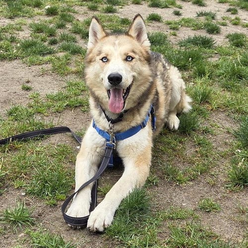 Photo of Arthur, adoptable Siberian Husky in Centerville, Massachusetts