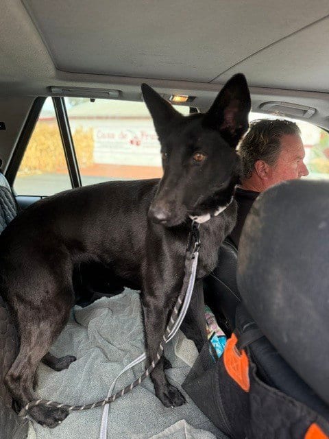 Photo of Flaca located in Montana, adoptable Belgian Shepherd Malinois in Imlay City, Michigan