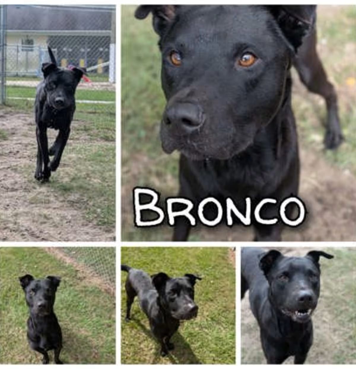 Photo of Bronco, adoptable Labrador Retriever/American Pit Bull Terrier in Greenville, North Carolina
