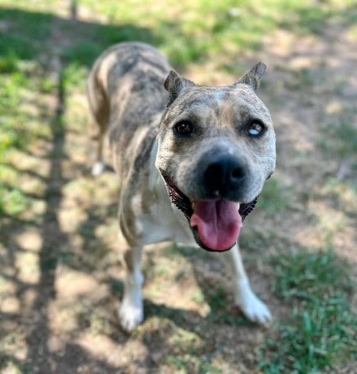 Photo of Aries, adoptable Pit Bull Terrier in Riverside, California