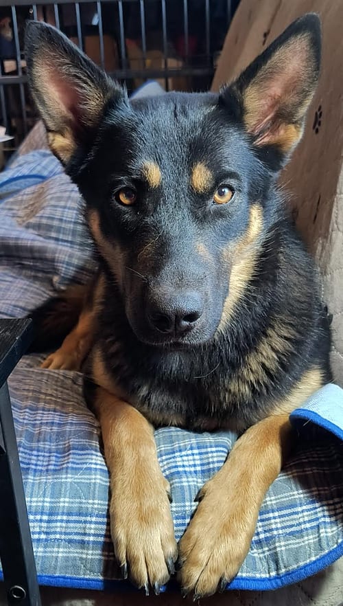 Photo of Gaby, adoptable Shepherd in Kansas City, Missouri