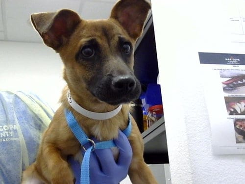 Photo of Mia, adoptable Black Mouth Cur in Mesa, Arizona