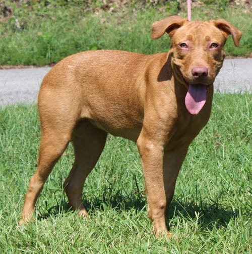 Photo of Honey 44362, adoptable Retriever in Prattville, Alabama