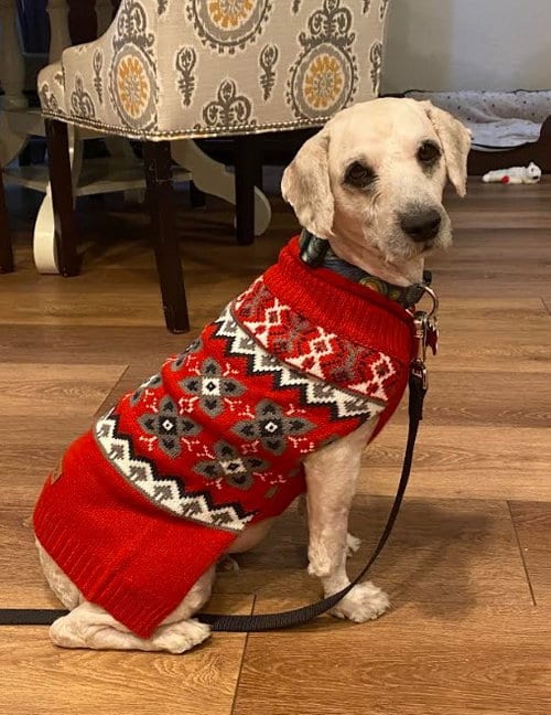 Photo of Cassius, adoptable Poodle (Miniature) in San Diego, California