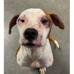 Photo of Rusty, adoptable American Pit Bull Terrier in San Antonio, Texas