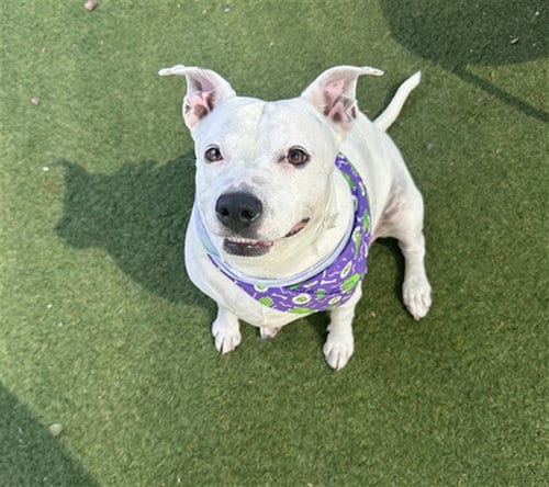 Photo of Polly Pocket, adoptable American Bulldog in Phoenix, Arizona