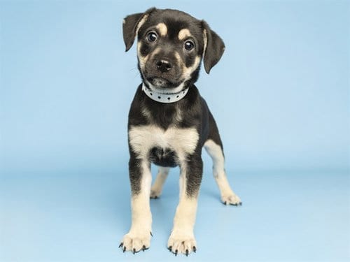 Photo of Kingston, adoptable Husky in Phoenix, Arizona