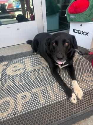 Photo of Jasmine, adoptable dog in Chamblee, Georgia