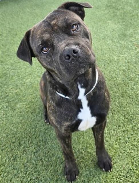 Photo of Chata, adoptable Mastiff mix in Houston, Texas