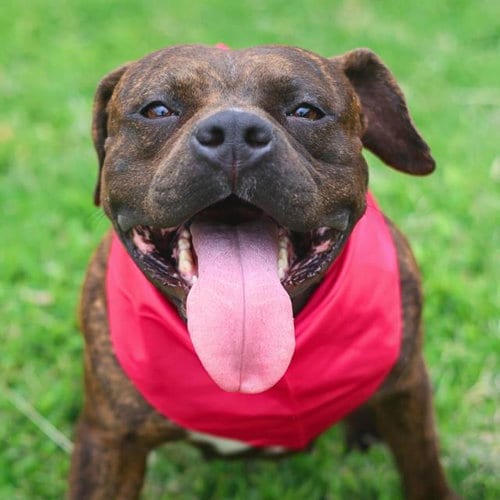 Photo of Maisie, adoptable American Staffordshire Terrier in San Antonio, Texas