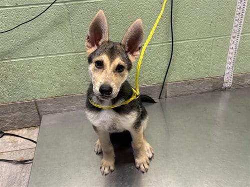Photo of Radar, adoptable German Shepherd Dog in Grand Prairie, Texas