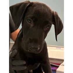 Photo of Vincent, adoptable Golden Retriever Labrador Retriever in San Antonio, Texas