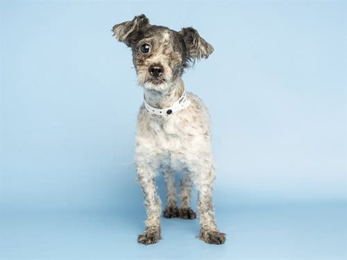 Photo of Max, adoptable Poodle (Miniature) in Phoenix, Arizona