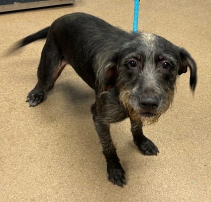 Photo of Borlotti, adoptable dog in Chamblee, Georgia