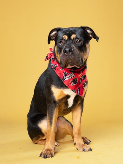 Photo of Bartholomew, adoptable dog in Atlanta, Georgia