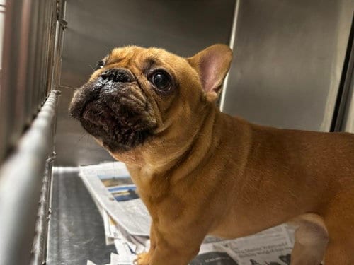 Photo of Tank, adoptable French Bulldog in Van Nuys, California