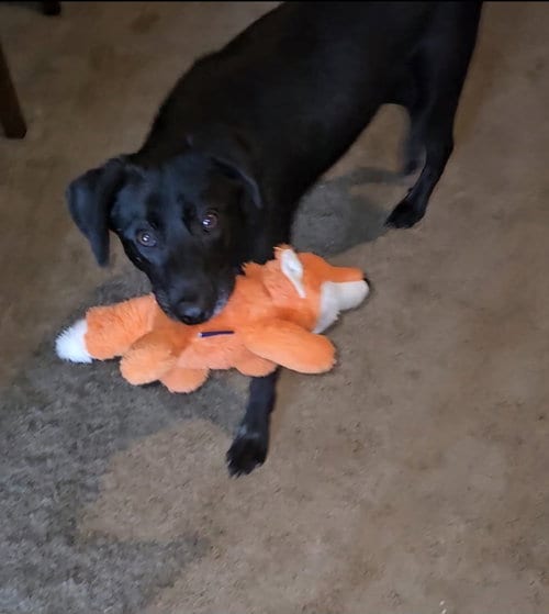 Photo of Gemma, adoptable Dutch Shepherd in Orange Grove, Texas