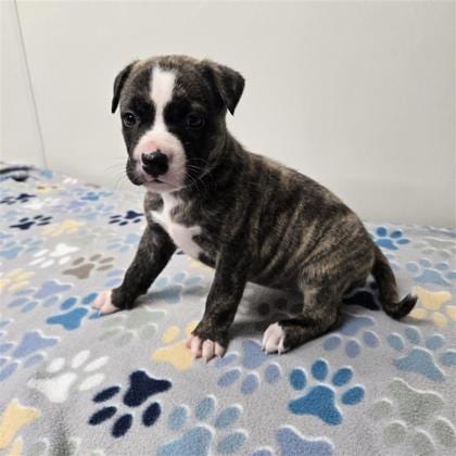 Photo of Badger, adoptable Husky in Plano, Texas