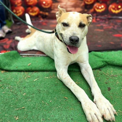 Photo of Swayze, adoptable Australian Cattle Dog/Blue Heeler in Long Beach, California